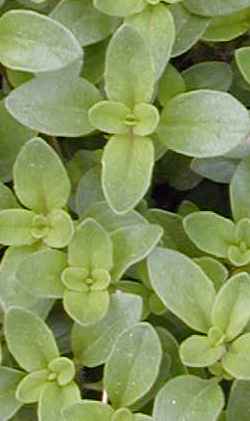 Mother of Thyme, Creeping Thyme(Thymus praecox ssp. arcticus )