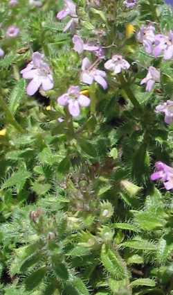 Woolly Thyme(Thymus pseudolanuginosus)