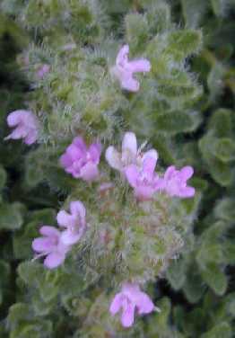 Woolly Thyme(Thymus pseudolanuginosus)