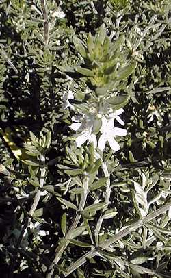 Westringia, Morning Light, Coast Rosemary(Westringia fruticosa)