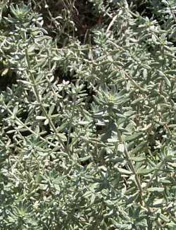 Westringia, Morning Light, Coast Rosemary(Westringia fruticosa)