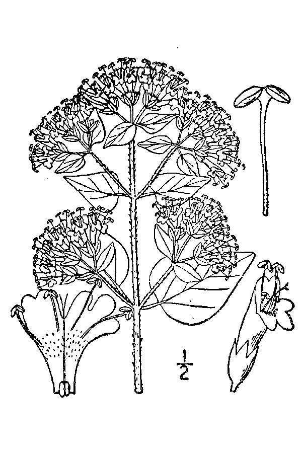 Oregano, Wild Marjoram, Greek Oregano (Origanum vulgare)
