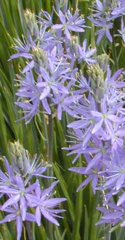 Great Camas(Camassia leichtlinii)