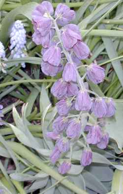 Persian Fritillary(Fritillaria persica)