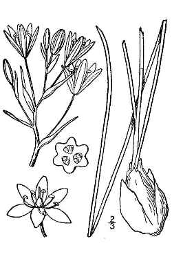 Star of Bethlehem, Sleepy Dick(Ornithogalum umbellatum)