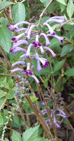 Fountain Butterfly Bush(Buddleia alternifolia)