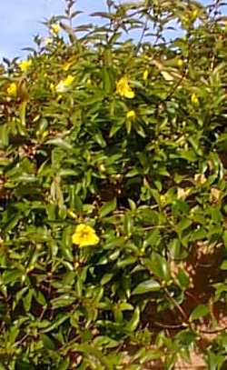 Carolina Jessamine(Gelsemium sempervirens)