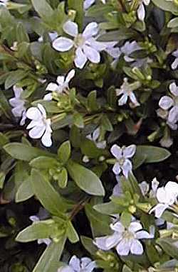 Mexican Heather, False Heather(Cuphea hyssopifolia)