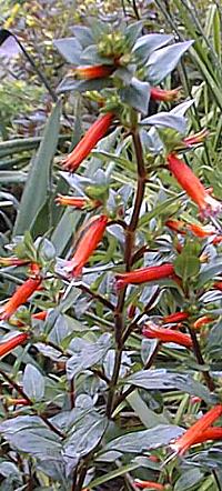 Firecracker Plant, Cigar Plant(Cuphea ignea)