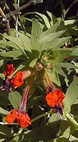 Bat Face, St Peter Plant(Cuphea llavea)