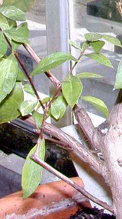 Henna, Mignonette Tree(Lawsonia inermis)