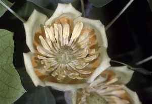 Tulip Tree, Yellow Poplar(Liriodendron tulipifera)