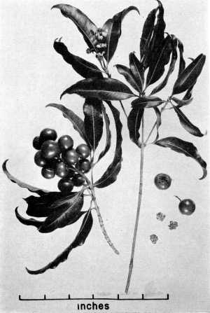 Maricao(Byrsonima spicata)