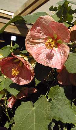 Flowering Maple, Chinese Lantern(Abutilon hybridum)