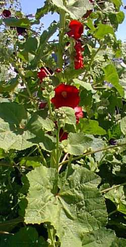 Hollyhock(Alcea rosea)