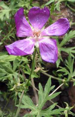 Purple Poppy Mallow, Wine Cup(Callirhoe involucrata)