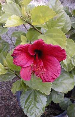 Hibiscus 'Lipstick'(Hibiscus rosa-sinensis 'Lipstick')