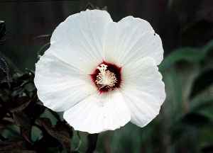 Crimson-eyed Rosemallow, Swamp Rose(Hibiscus moscheutos)