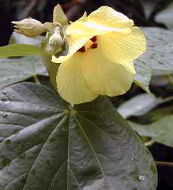 Linden Hibiscus, Mahoe, Sea Hibiscus(Hibiscus tiliaceus)