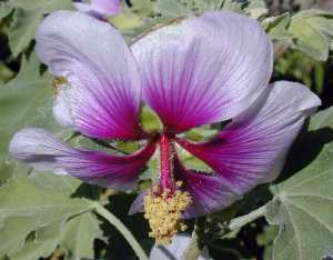 Tree Mallow(Lavatera maritima)