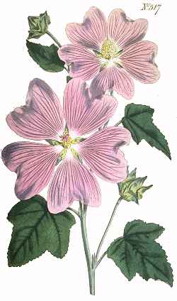 Tree Lavatera(Lavatera thuringiaca)