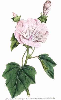 Annual Mallow(Lavatera trimestris)