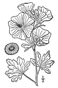 Vervain Mallow, Hollyhock Mallow(Malva alcea)