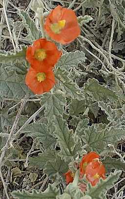 Desert Mallow, Globe Mallow(Sphaeralcea ambigua)