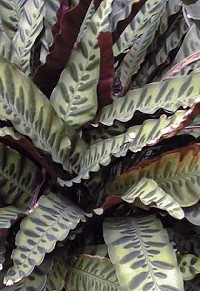 Rattlesnake Plant(Calathea insignis)