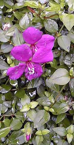 Spanish Shawl(Heterocentron elegans)