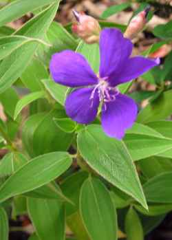 Bear's Ear(Tibouchina clavata)