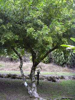 Mock Lemon, Chinese perfume plant(Aglaia odorata)