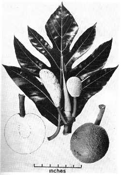 Breadfruit(Artocarpus communis)