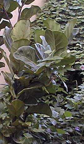 Fiddle Leaf Ficus(Ficus lyrata)