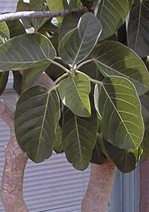 Rock Fig(Ficus palmeri)