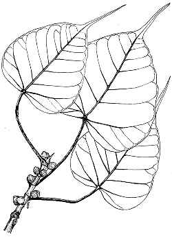 Bo Tree, Peepul, Sacred Fig(Ficus religiosa)