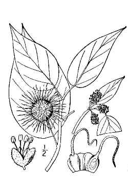 Osage Orange(Maclura pomifera)