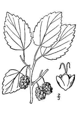 White Mulberry(Morus alba)