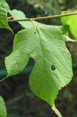 Red Mulberry(Morus rubra)