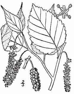 Red Mulberry(Morus rubra)