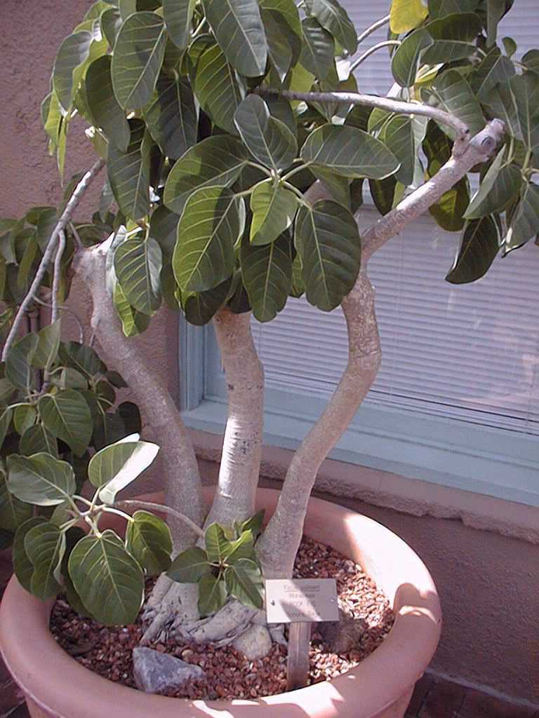 Rock Fig (Ficus palmeri)