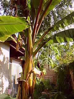 Red Banana
Red Abyssinian Banana(Ensete ventricosum)