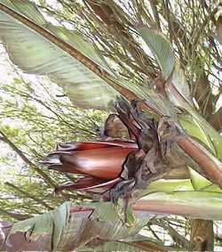 Red Banana
Red Abyssinian Banana(Ensete ventricosum)