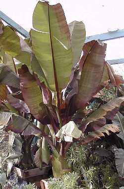 Red Banana
Red Abyssinian Banana(Ensete ventricosum)