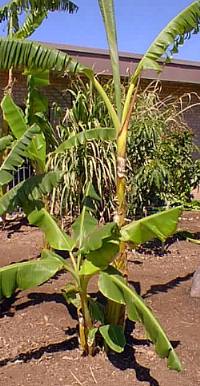Banana(Musa acuminata)