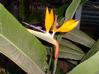 Bird of Paradise(Strelitzia reginae)