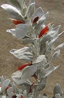 Eremophila 'Fire and Ice'(Eremophila glabra 'Fire and Ice')