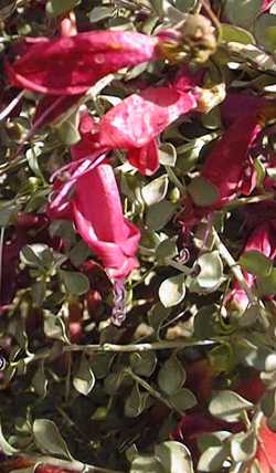 Red Eremophila