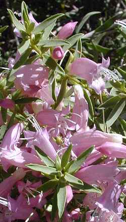 Spotted Emu Bush(Eremophila maculata)