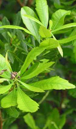 Wax Myrtle(Morella cerifera)